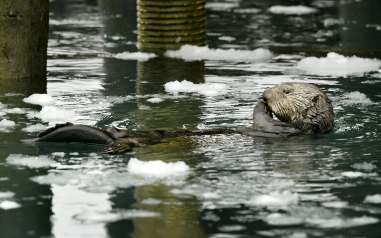 Sea Otter