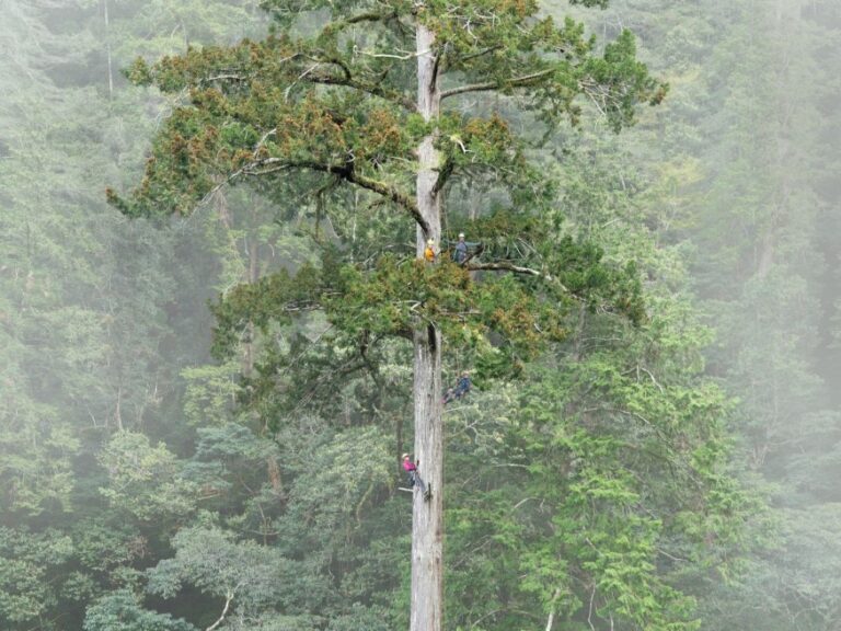 Team climbing