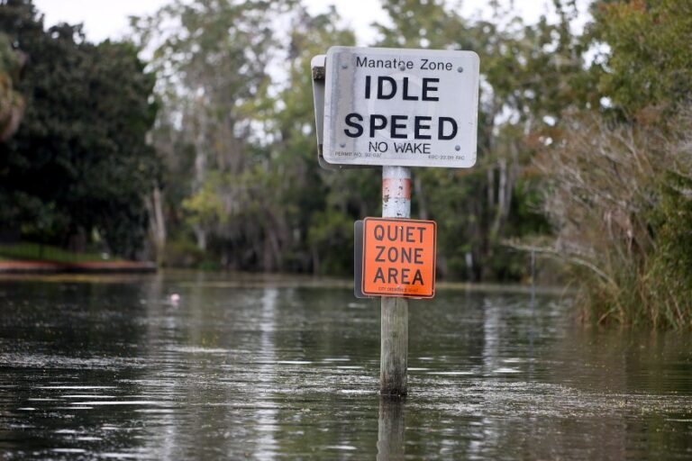 Florida Manatee