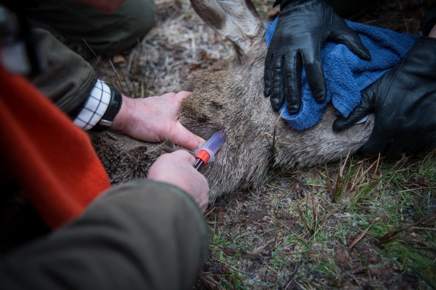 First Injectable Listing Deer
