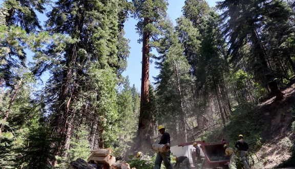 Forest Thinning