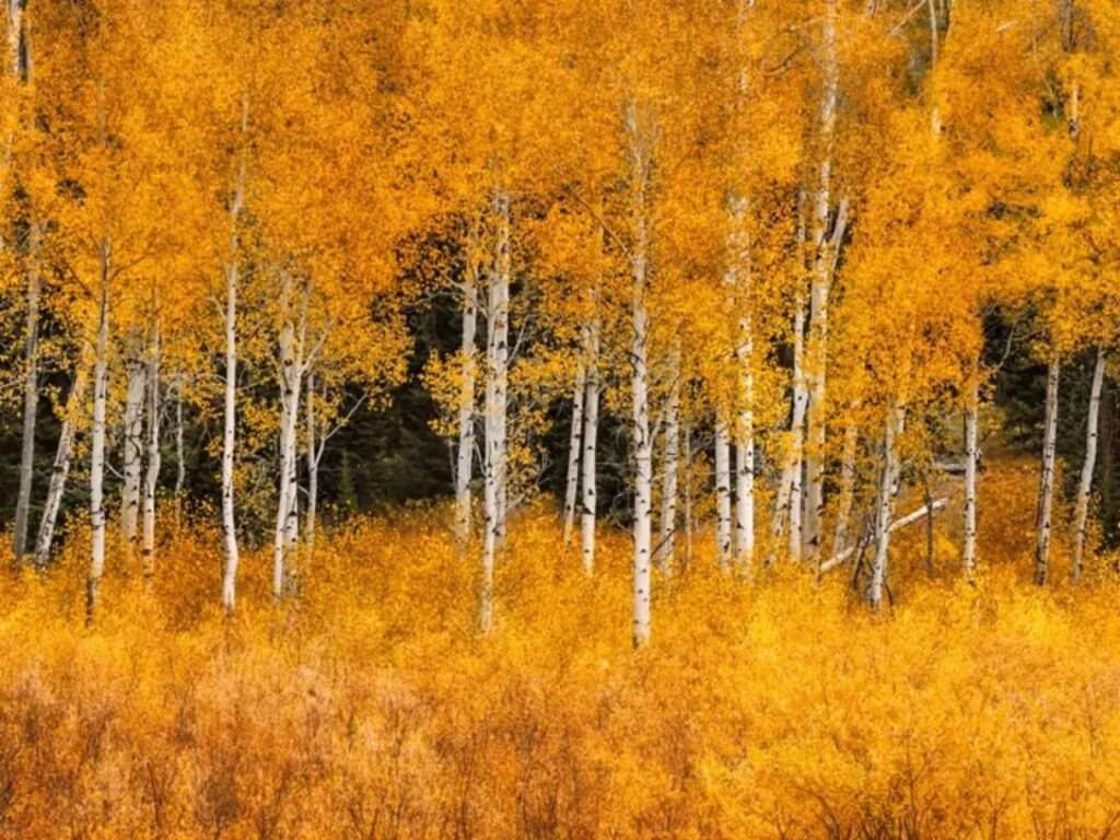Matt Anderson Photography via Getty Images