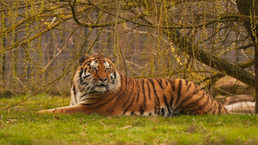 Yorkshire Wildlife Park