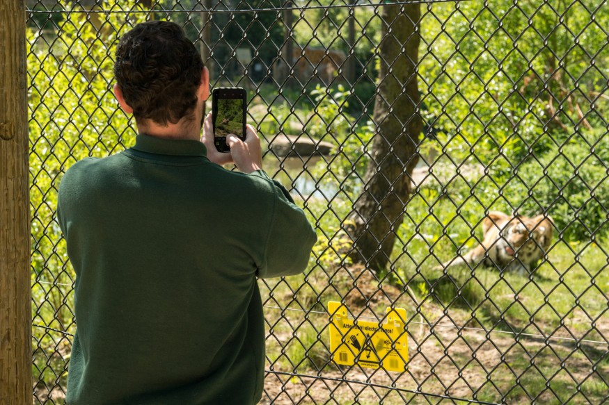 Amur Tiger Enclosure